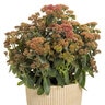 Sedum X Rock 'N Grow Tiramisu Stonecrop