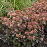 Sedum X Rock 'N Grow Tiramisu Stonecrop