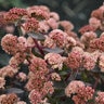 Sedum X Rock 'N Grow Tiramisu Stonecrop