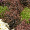 Sedum X Rock 'N Grow Tiramisu Stonecrop