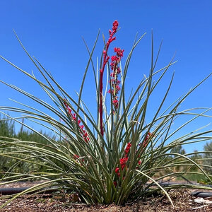 Hesperaloe Parviflora Stoplights Dwarf Red Yucca