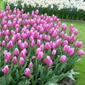 Tulipa Bulb Single Early Aafke Tulip