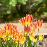 Tulipa Bulb Late Bunch Flowering Antoinette Tulip