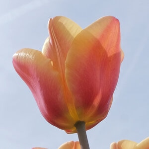 Tulipa Bulb Single Early Apricot Beauty Tulip