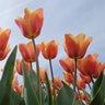 Tulipa Bulb Single Early Apricot Beauty Tulip