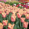 Tulipa Bulb Single Early Apricot Beauty Tulip