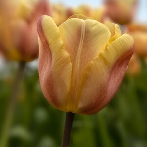 Tulipa Bulb Triumph Apricot Foxx Tulip