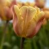 Tulipa Bulb Triumph Apricot Foxx Tulip