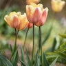 Tulipa Bulb Triumph Apricot Foxx Tulip