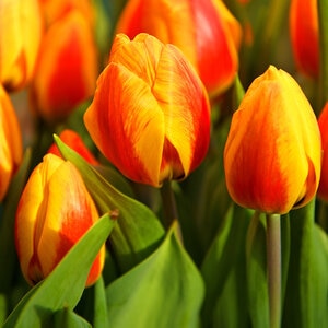 Tulipa Bulb Single Early Bright Flair Tulip