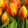 Tulipa Bulb Single Early Bright Flair Tulip
