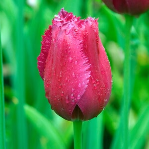 Tulipa Bulb Fringed Burgundy Lace Tulip 100 Count Bag