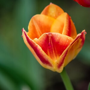 Tulipa Bulb Triumph Candy Corn Tulip Rack Program 12 Count Bag