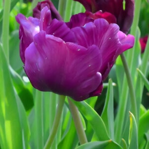 Tulipa Bulb Single Late Caravelle Tulip Each