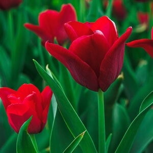 Tulipa Bulb Single Early Couleur Cardinal Tulip Each