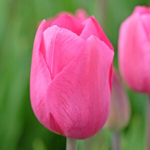 Tulipa Bulb Triumph Don Quichotte Tulip