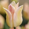 Tulipa Bulb Lily Flowered Elegant Lady Tulip