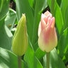 Tulipa Bulb Lily Flowered Elegant Lady Tulip