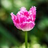 Tulipa Bulb Fringed Fancy Frills Tulip