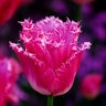 Tulipa Bulb Fringed Fancy Frills Tulip