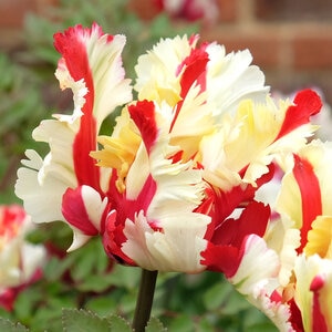 Tulipa Bulb Parrot Flaming Parrot Tulip
