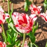 Tulipa Bulb Parrot Flaming Parrot Tulip