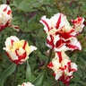 Tulipa Bulb Parrot Flaming Parrot Tulip