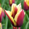 Tulipa Bulb Triumph Gavota Tulip