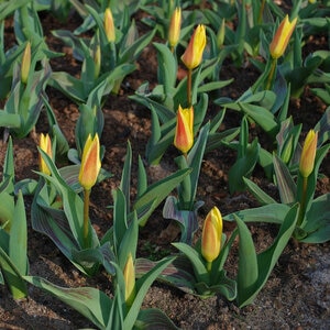 Tulipa Bulb Kaufmanniana Giuseppe Verdi Tulip Each