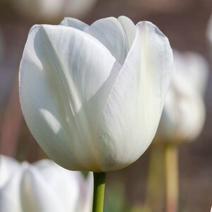 Tulipa Bulb Triumph Gwen Tulip