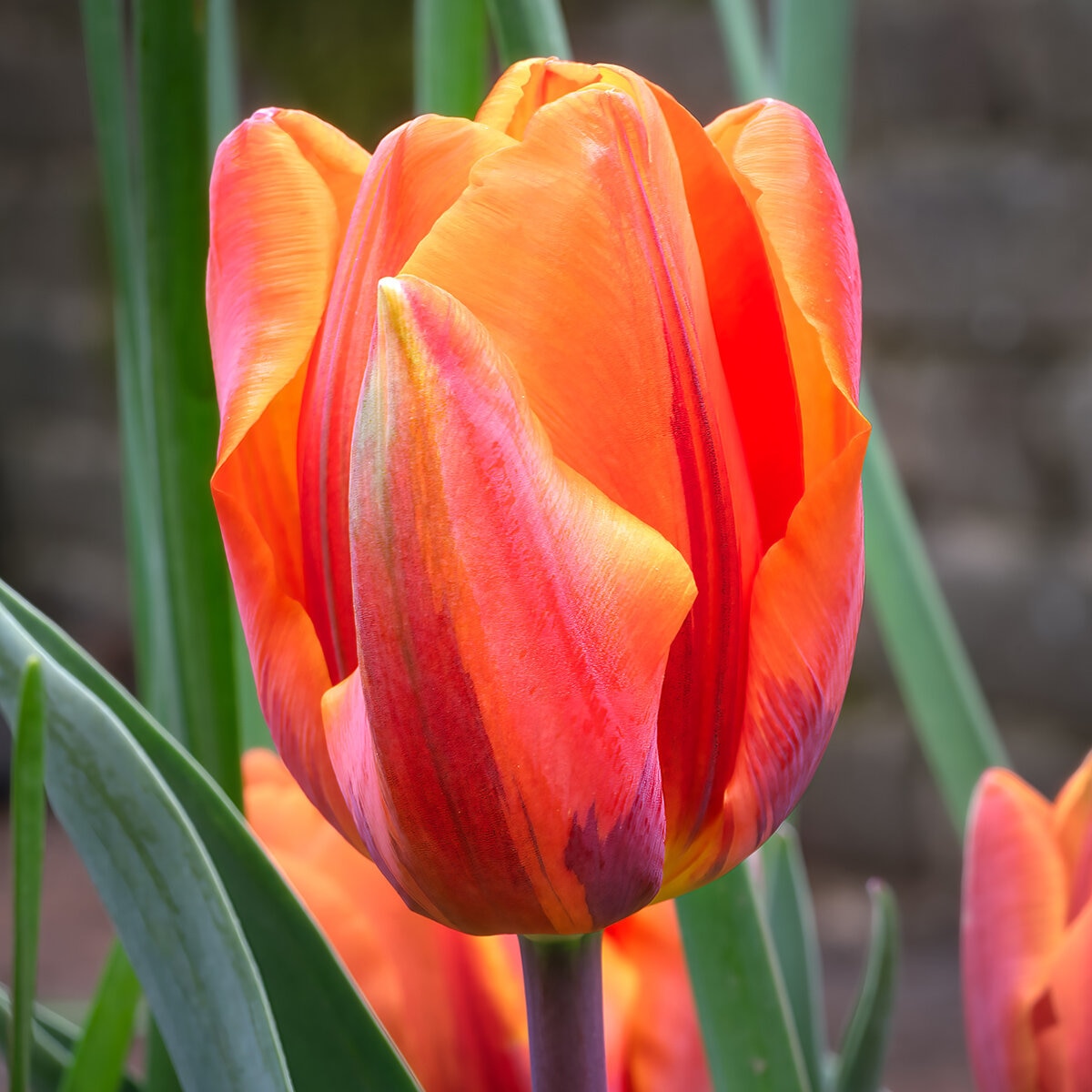 Tulipa Bulb Triumph Hermitage Tulip | SiteOne US