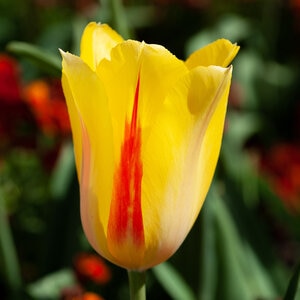 Tulipa Bulb Single Late Hocus Pocus Tulip