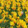 Tulipa Bulb Single Late Hocus Pocus Tulip