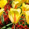 Tulipa Bulb Single Late Hocus Pocus Tulip