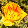 Tulipa Bulb Single Late Hocus Pocus Tulip