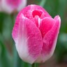 Tulipa Bulb Triumph Innuendo Tulip