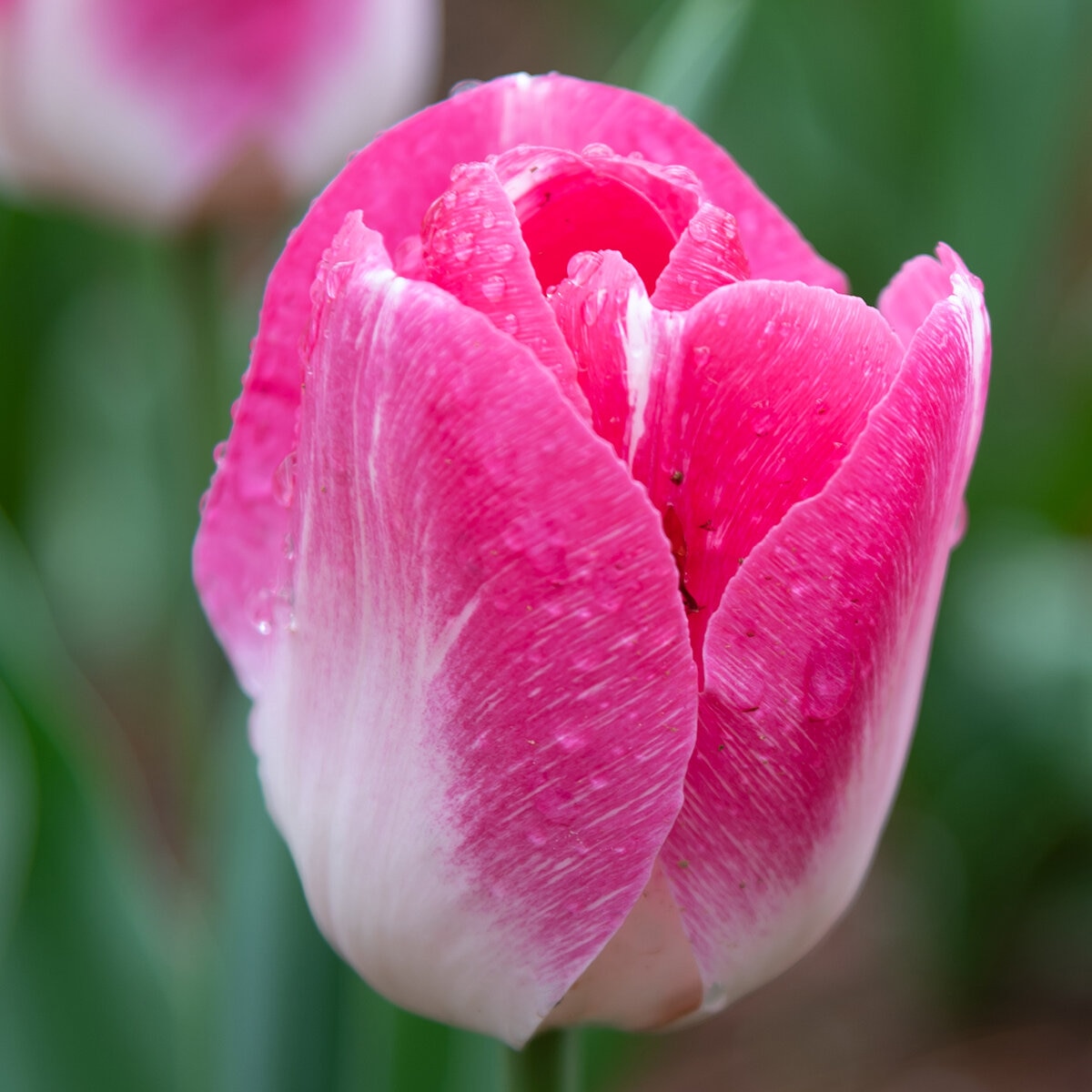 Tulipa Bulb Triumph Innuendo Tulip | SiteOne US