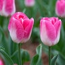 Tulipa Bulb Triumph Innuendo Tulip