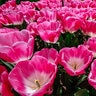 Tulipa Bulb Triumph Innuendo Tulip