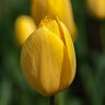 Tulipa Bulb Triumph Kikomachi Tulip