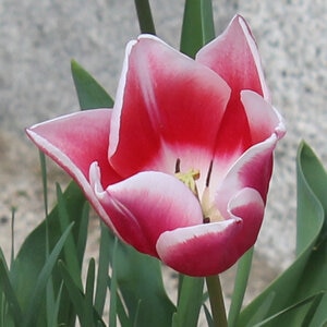 Tulipa Bulb Triumph Leo Visser Tulip