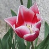 Tulipa Bulb Triumph Leo Visser Tulip