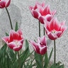 Tulipa Bulb Triumph Leo Visser Tulip