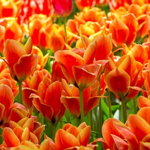 Tulipa Bulb Greigii Calypso Tulip Each