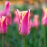 Tulipa Bulb Lily Flowered Mariette Tulip
