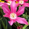Tulipa Bulb Lily Flowered Mariette Tulip