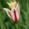 Tulipa Bulb Lily Flowered Marilyn Tulip