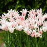 Tulipa Bulb Lily Flowered Marilyn Tulip