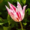 Tulipa Bulb Lily Flowered Marilyn Tulip