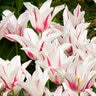 Tulipa Bulb Lily Flowered Marilyn Tulip